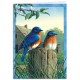 TREE FREE Morning Bluebirds